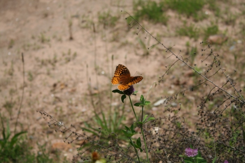 Riesen Butterfly oder besser gesagt Butterbrummer :D
